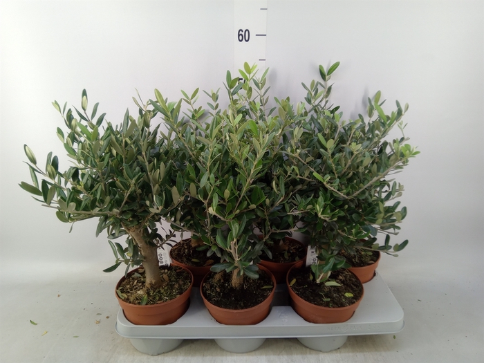 <h4>Olea europaea</h4>
