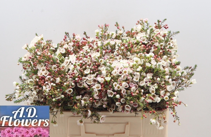 <h4>CHAME UN WHITE LION</h4>