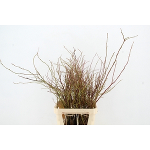 VACCINIUM(BOSBES) ROOD BS 100/120CM