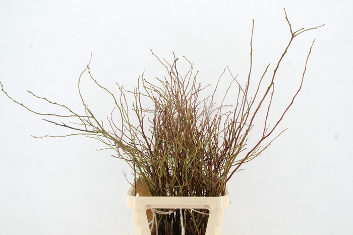 <h4>VACCINIUM(BOSBES) ROOD BS 100/120CM</h4>