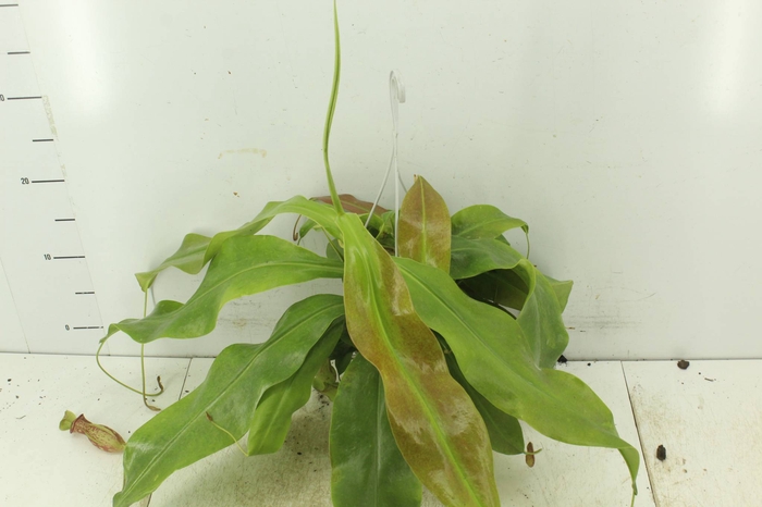 <h4>CARNIVORA NEPENTHES P13</h4>