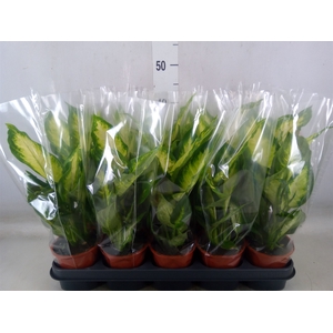 Dieffenbachia  'Camilla'