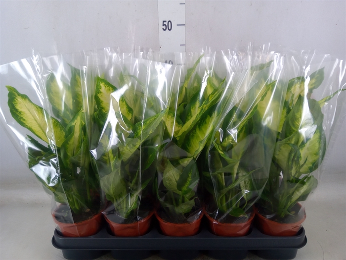<h4>Dieffenbachia  'Camilla'</h4>
