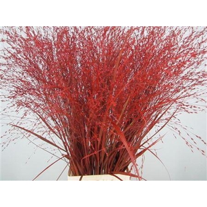 Panicum Warrior Rood