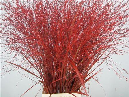 <h4>Panicum Warrior Rood</h4>