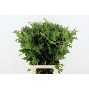 QUERC PALUSTRIS 80CM