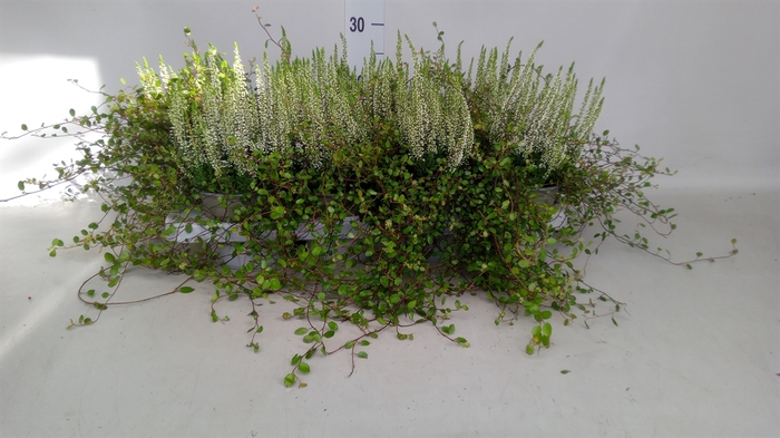 <h4>Calluna vulg.   ...white</h4>