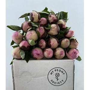 Paeonia Angel Cheeks