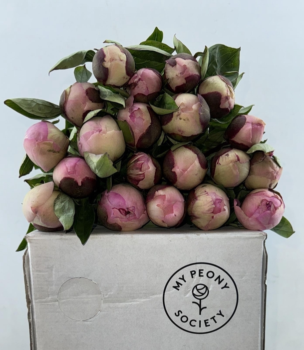 <h4>Paeonia Angel Cheeks</h4>