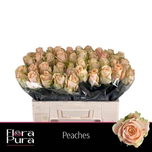 R GR PEACHES