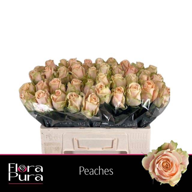 <h4>R GR PEACHES</h4>