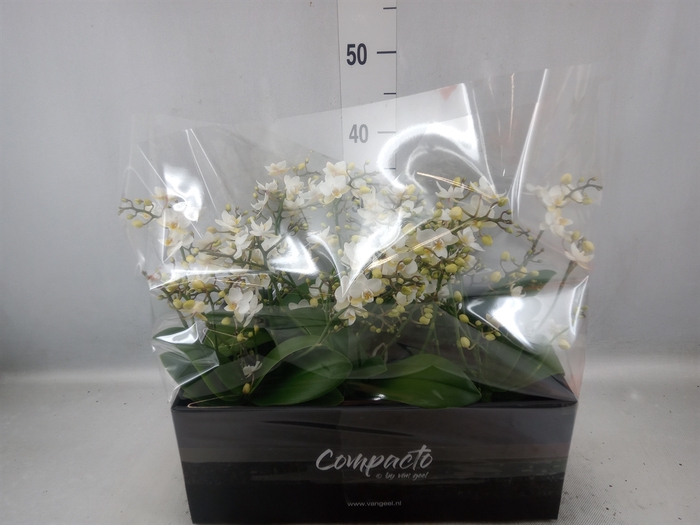 <h4>Phalaenopsis multi. 'Cream Punch'</h4>