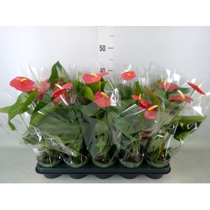 Anthurium andr. 'Royal Champion'