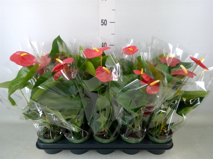 <h4>Anthurium andr. 'Royal Champion'</h4>