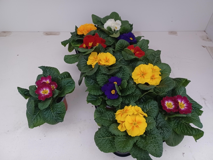 <h4>Prim Ac Gem</h4>