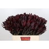 Leucadendron Saf Sunset Dark R.