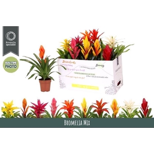 BROMELIA GEM 6 SRT