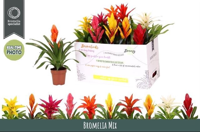 BROMELIA GEM 6 SRT