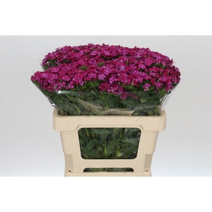 Dianthus Br Amazon Neon Cherry