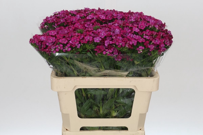 <h4>Dianthus Br Amazon Neon Cherry</h4>