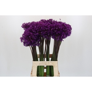 Allium Purple Sensation