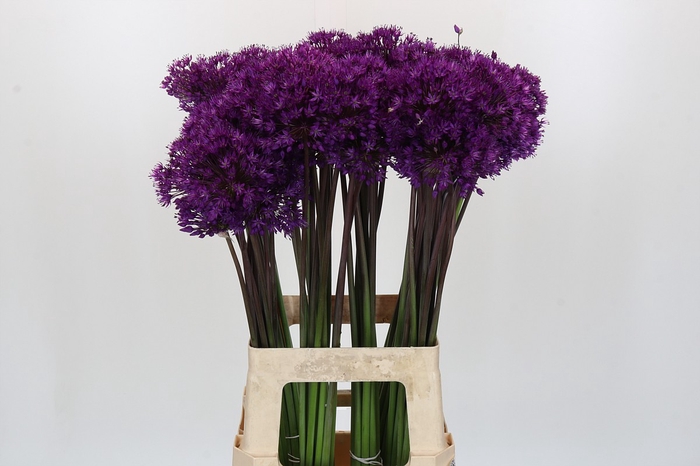 <h4>Allium Purple Sensation</h4>