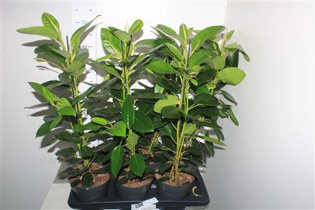 <h4>Fic Mi Fuji</h4>