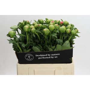 Paeonia Coral Sunset