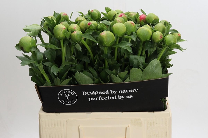 Paeonia Coral Sunset