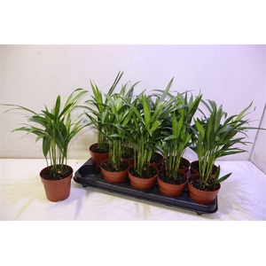 arr8 Dypsis Lutescens