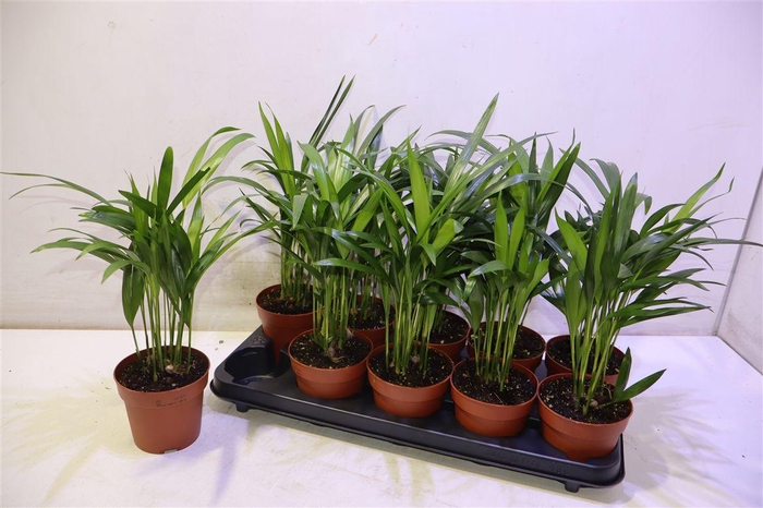 <h4>arr8 Dypsis Lutescens</h4>