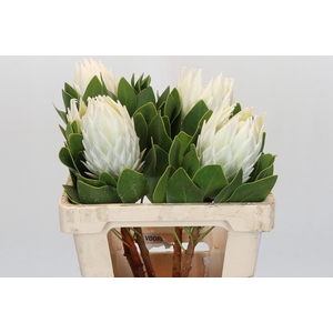 Protea Cyn. Ayoba Arctic Ice