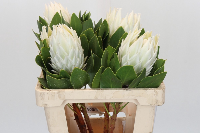 <h4>Protea Cyn. Ayoba Arctic Ice</h4>