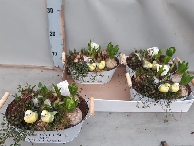 <h4>ARR BOL KNOLGEWAS</h4>