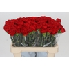 Dianthus St Gennaro