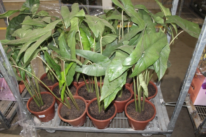 <h4>ALOCASIA PRINCEPS P24</h4>