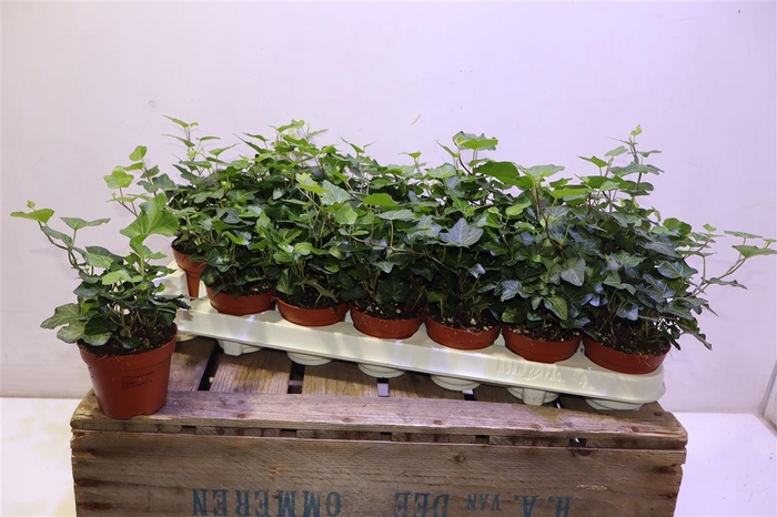 <h4>arr8 Hed He Wonder</h4>