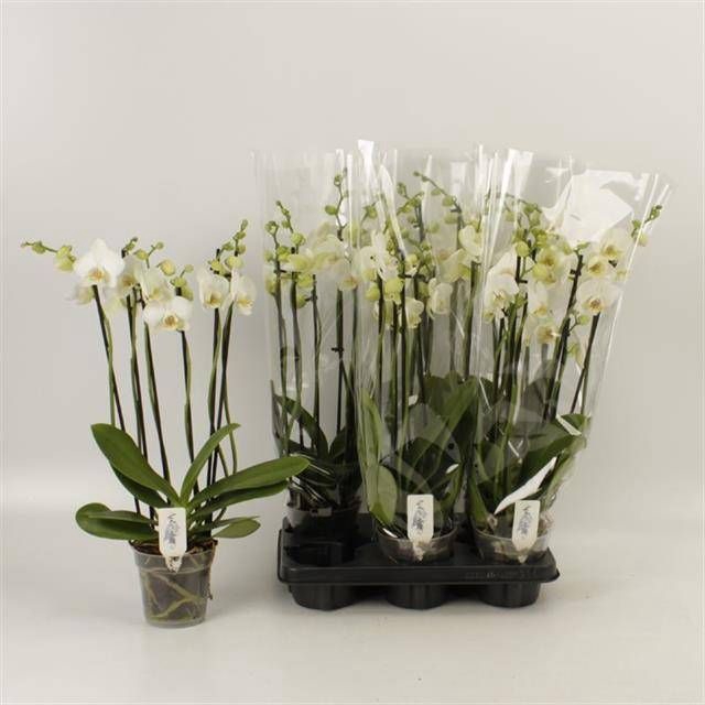 <h4>PHAL OV WIT</h4>