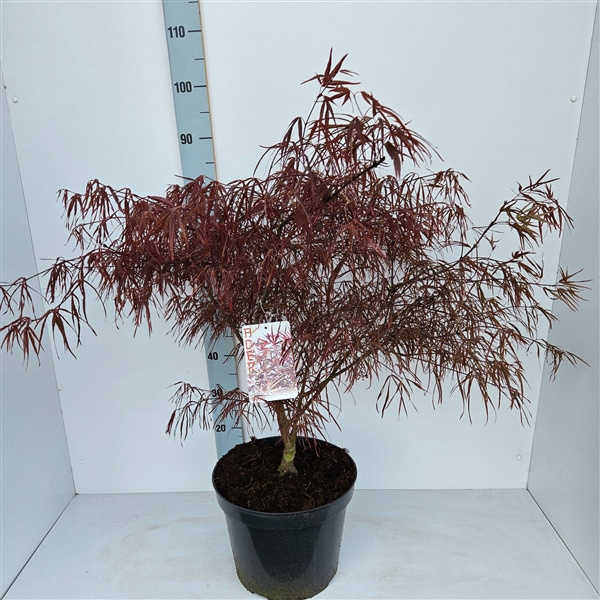 <h4>Acer palmatum 'Enkan'</h4>