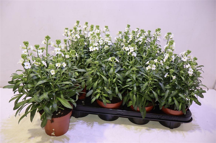 <h4>arr8 Erys Ley White</h4>