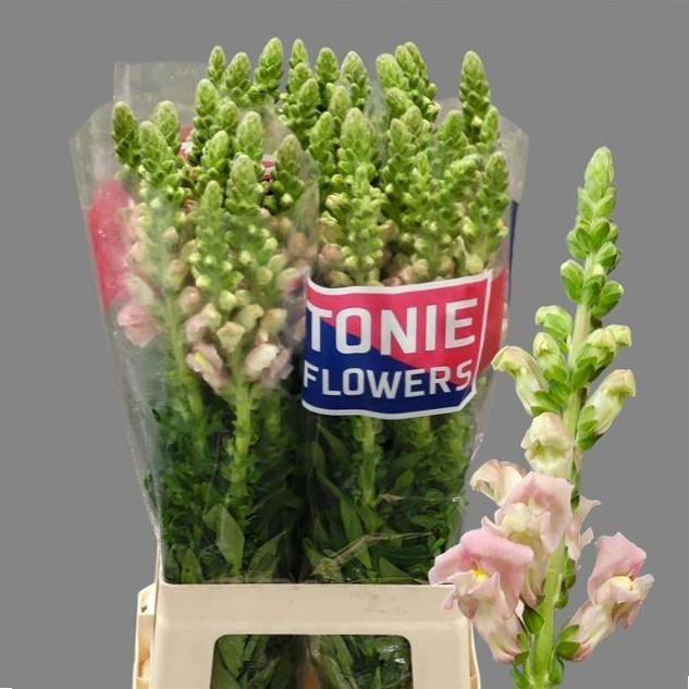 <h4>ANTIR LEGEND PINK</h4>