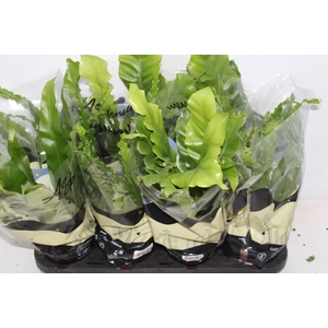 ASPLENIUM VARIADO P14