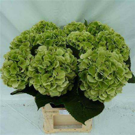 <h4>Hydr M Ch Verena Cl</h4>