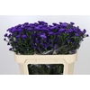 Aster Astee Dark Milka