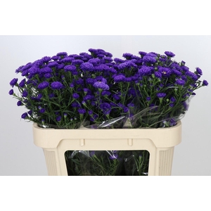 Aster Astee Dark Milka