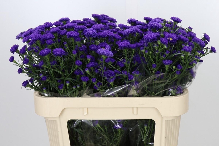 <h4>Aster Astee Dark Milka</h4>