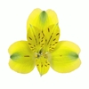 ALST. IPE 080 CM