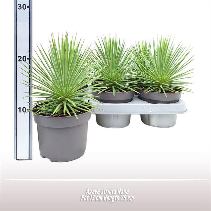 <h4>Agave Stricta Nana</h4>