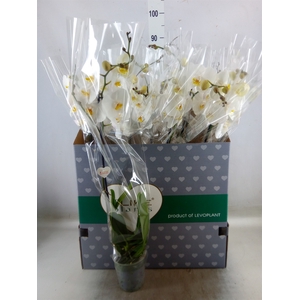 Phalaenopsis   ...white
