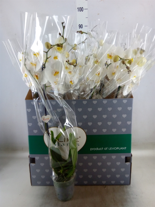 <h4>Phalaenopsis   ...white</h4>